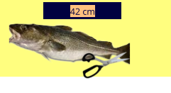 42 cm