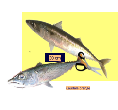 30 cm Caudale orange