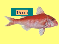 15 cm