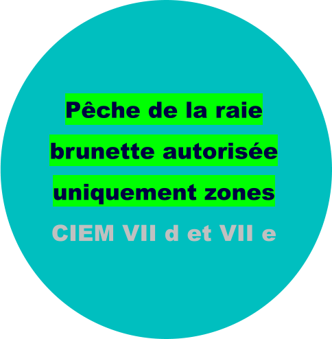 Pêche de la raie brunette autorisée uniquement zones CIEM VII d et VII e