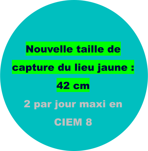 Nouvelle taille de capture du lieu jaune : 42 cm 2 par jour maxi en CIEM 8