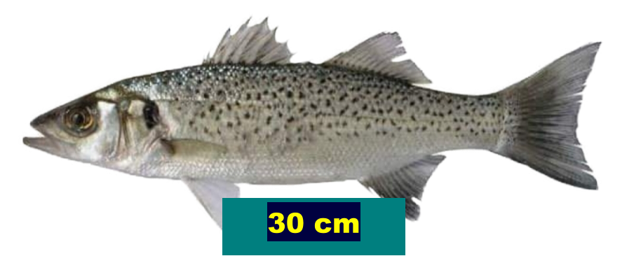 30 cm