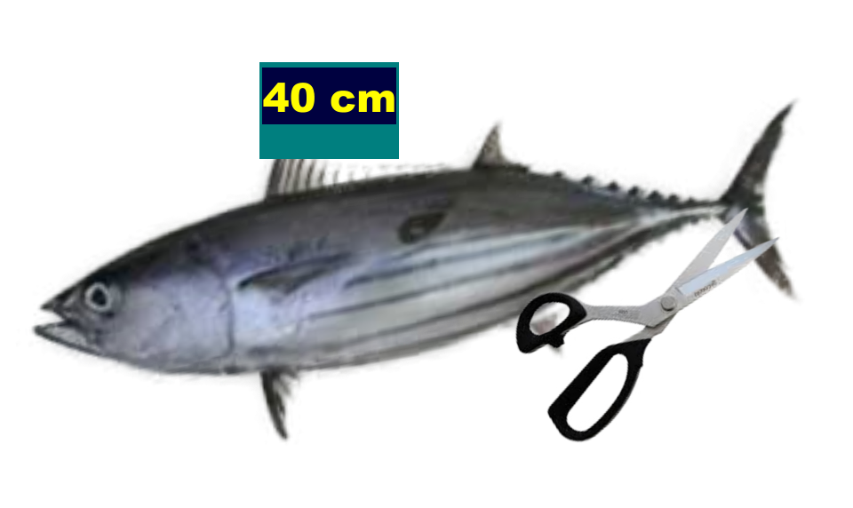 40 cm