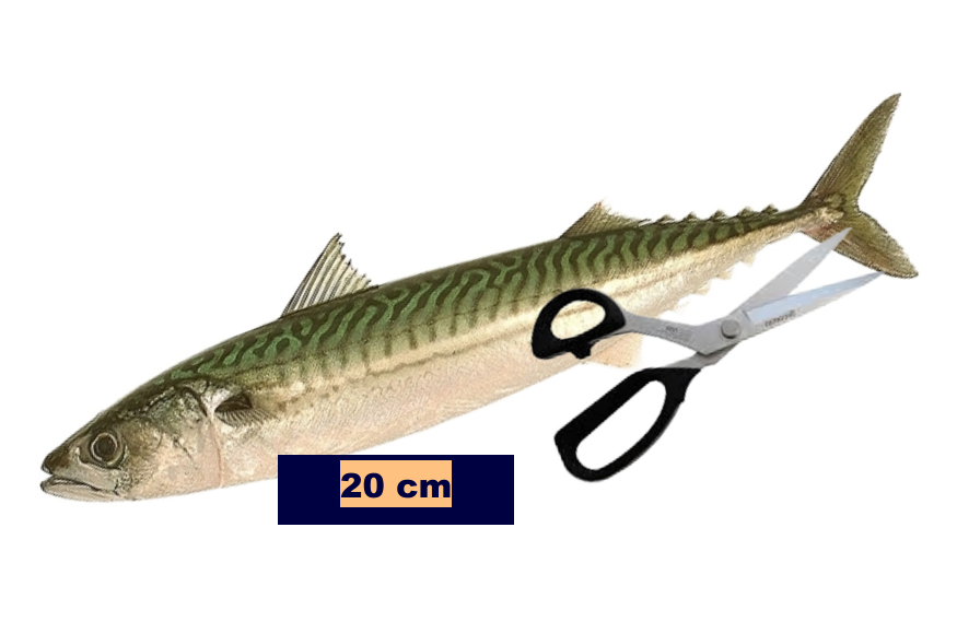 20 cm