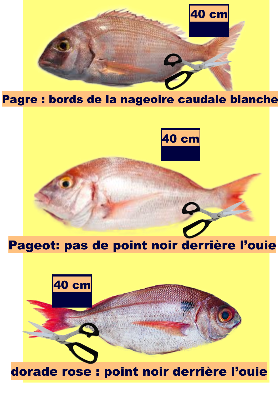 40 cm Pagre : bords de la nageoire caudale blanche Pageot: pas de point noir derrière l’ouie dorade rose : point noir derrière l’ouie 40 cm 40 cm