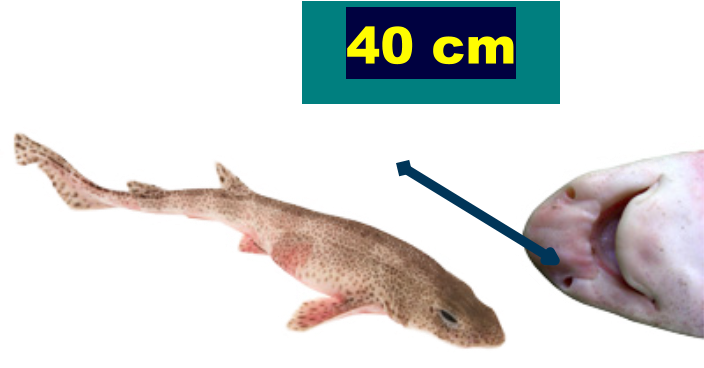 40 cm