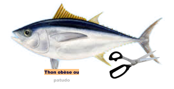 Thon obèse ou patudo