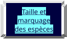 Taille et marquage  des espèces