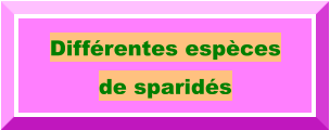 Différentes espèces  de sparidés