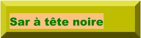 Sar à tête noire