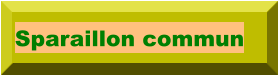 Sparaillon commun