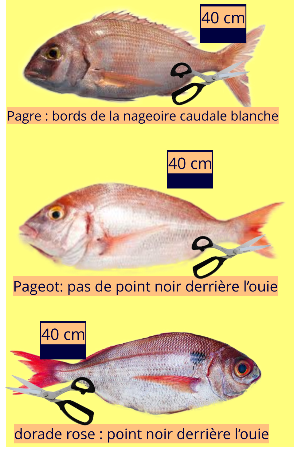 40 cm Pagre : bords de la nageoire caudale blanche Pageot: pas de point noir derrière l’ouie dorade rose : point noir derrière l’ouie 40 cm 40 cm