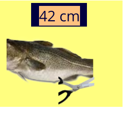 42 cm