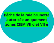 Pêche de la raie brunette autorisée uniquement zones CIEM VII d et VII e