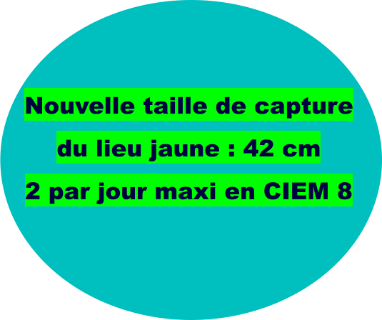 Nouvelle taille de capture du lieu jaune : 42 cm 2 par jour maxi en CIEM 8