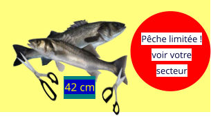 42 cm  Pêche limitée ! voir votre secteur
