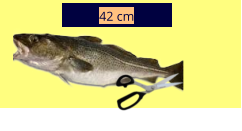 42 cm