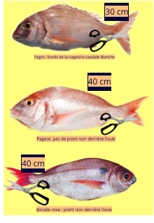 40 cm Pagre : bords de la nageoire caudale blanche Pageot: pas de point noir derrière l’ouie dorade rose : point noir derrière l’ouie 30 cm 40 cm