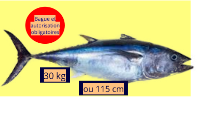 30 kg ou 115 cm Bague et autorisation obligatoires