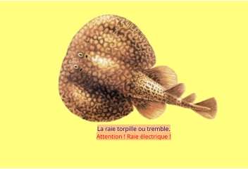 La raie torpille ou tremble.  Attention ! Raie électrique !