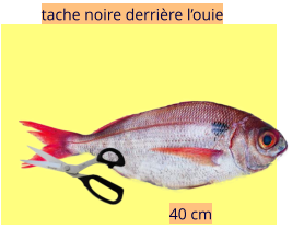 40 cm tache noire derrière l’ouie